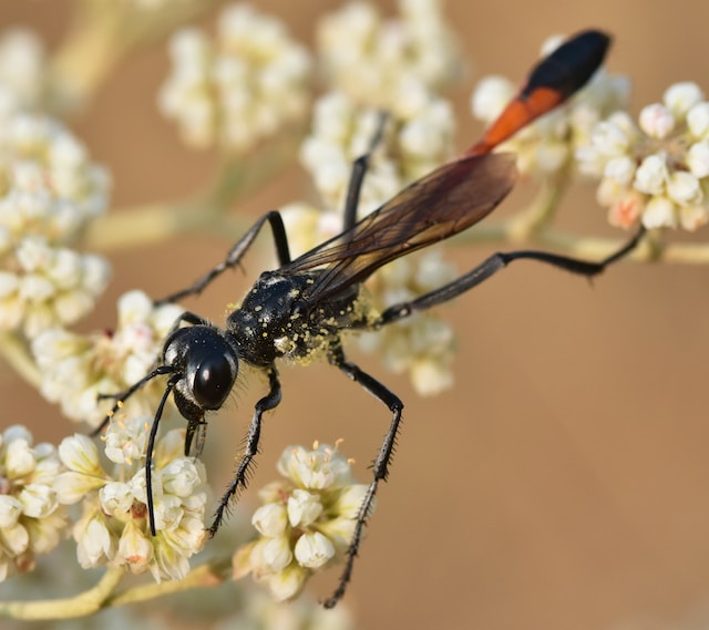 a black parasitic wasp on white flowers, one of the bugs that look like flying ants