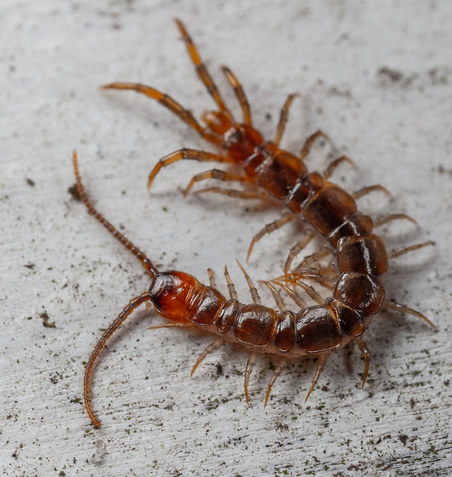 Brown centipede curled up on a concrete slab