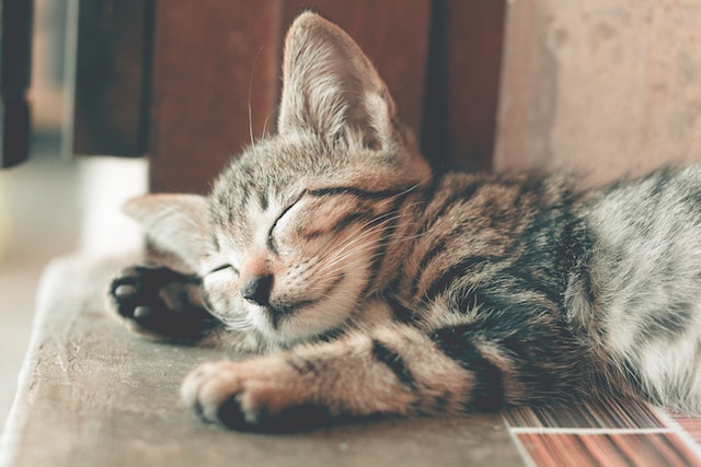 Small tabby kitten sleeping on a counter