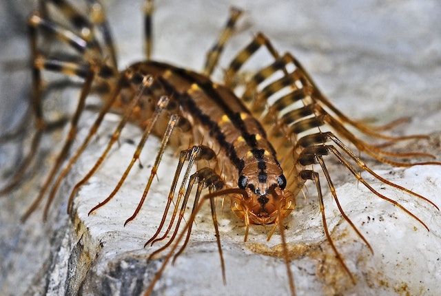 close up of a black and brown house centipede