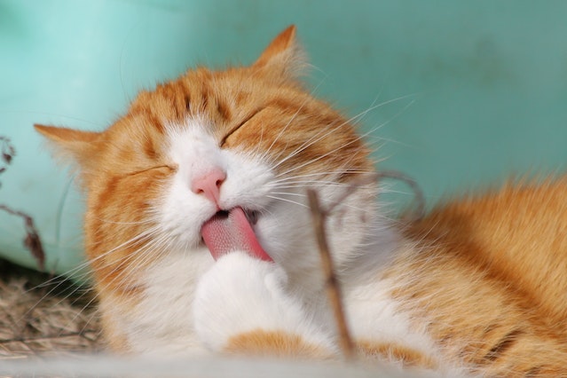 Orange cat licking it's paw, a sign of Spider Bites on Cats