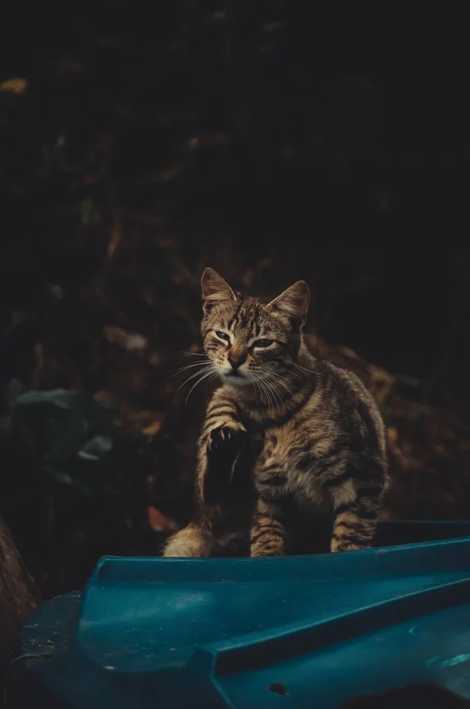 Cat scratching it’s head and neck 