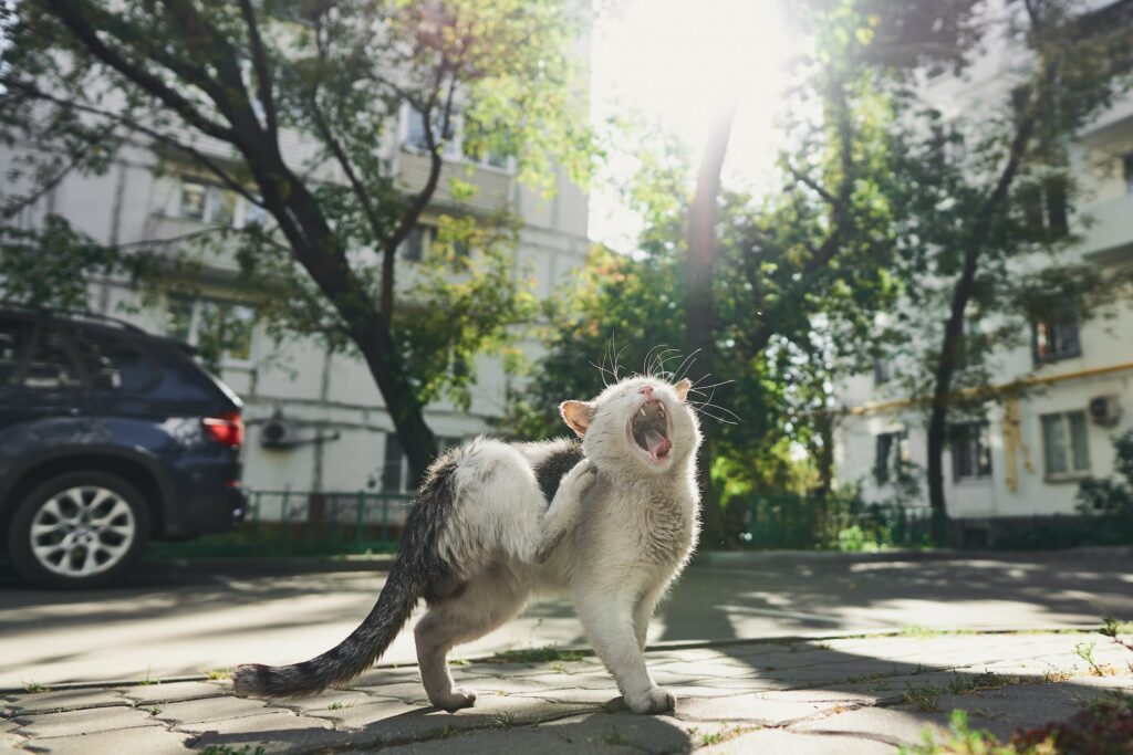 A cat yowling in pain and scratching it's neck, one of the ways How to Tell if Your Cat Has Fleas