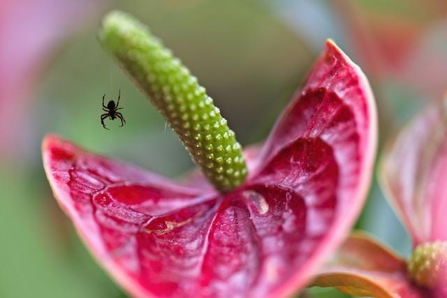 small black spider, possible a black widow (one of the venomous spiders in nc) on a pink plant with a green pollen receptor 