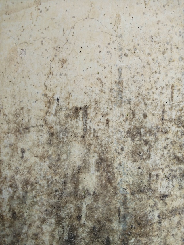 a moldy grey concrete wall needing cleaning, which is one of the steps to proper silverfish extermination