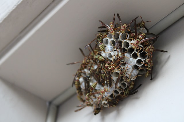hornets building on a white porch