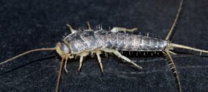 silverfish on a dark grey background