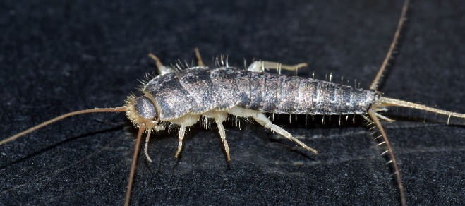 silverfish on a dark grey background