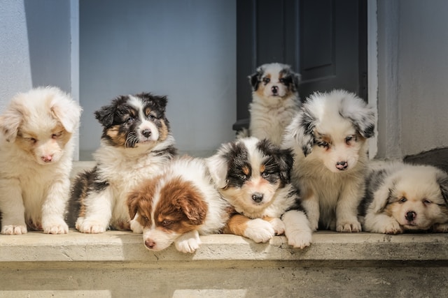 A group of Australian shepherd puppies on a doorstep