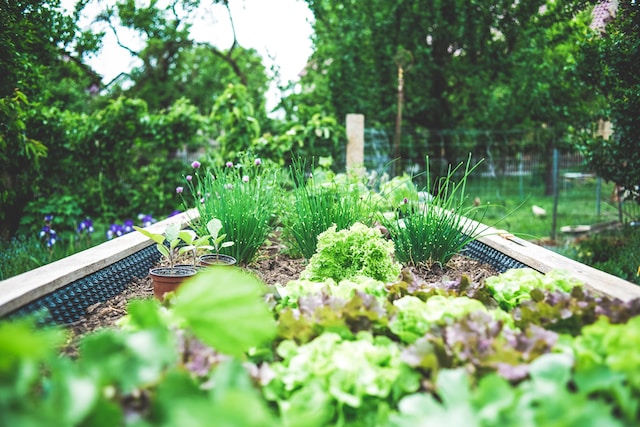 A garden bed full of flowers and herbs, how to keep wasps away from the porch