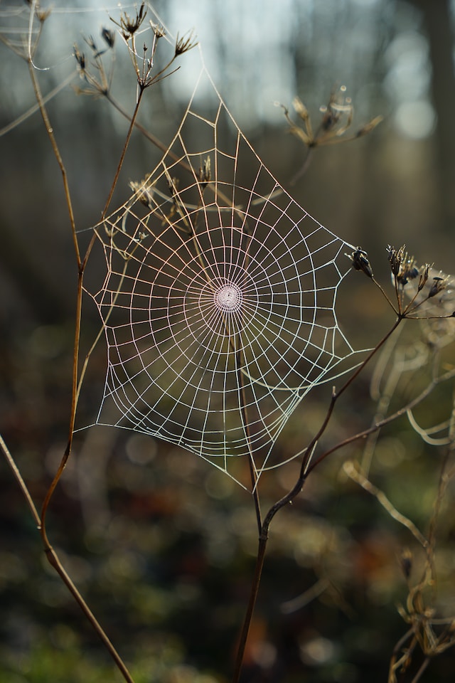 spider web outdoors against a brown landscape, where some of the venomous spiders in nc are found