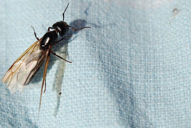 Black winged ant alate on  a cloth