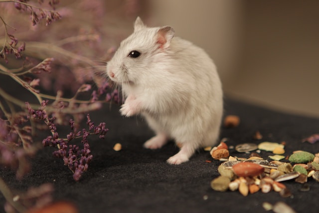 Mouse alongside a bunch of nuts