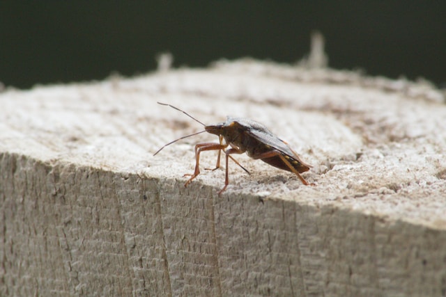 Cockroach on a wooden fence