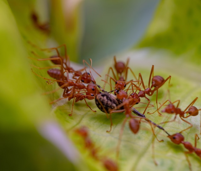 Fire ants in north carolina swarming a bug