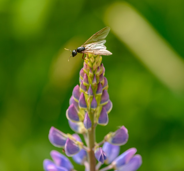 An ant alate with wings on a purple flower