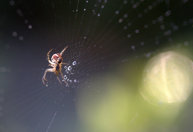 spider on a web