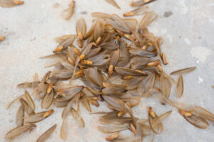 Termites swarming in a group on the ground