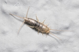 Silverfish on a white wall