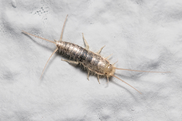 Silverfish and Vinegar: Does This DIY Trick Work? - Innovative Pest  Solutions