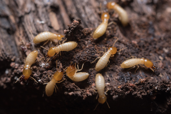 Eastern subterranean termites digging through the dirt, types of termites in North Carolina