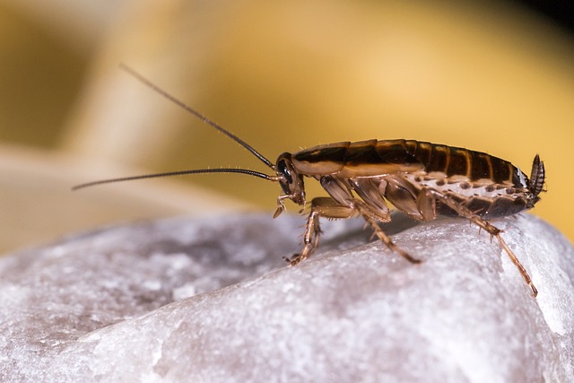 German cockroach on a crystal 