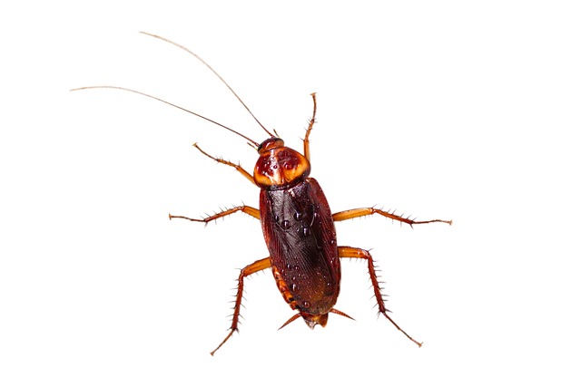 American cockroach on a white background