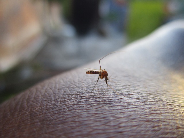Brown and red mosquito biting a person's skin