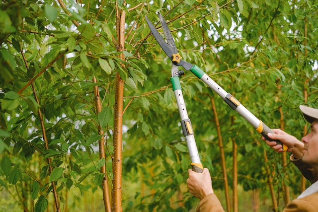 Man in a hat trimming a small tree