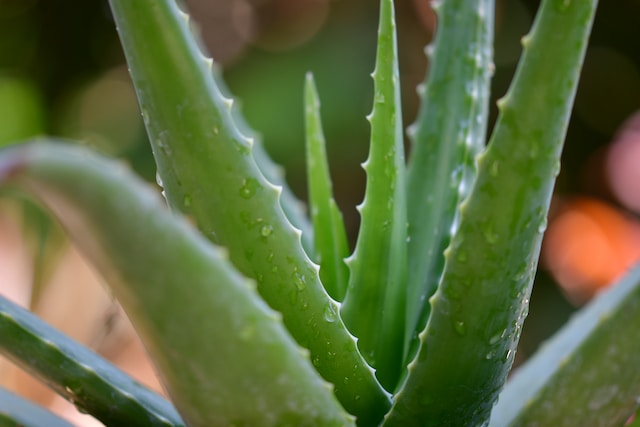 Aloe vera plant, one of the natural remedies for spider bites