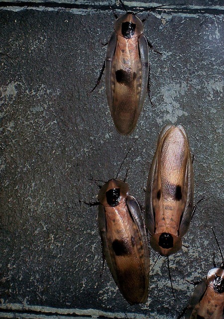 three cockroaches on a grey slab