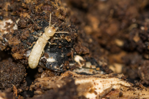 Termites underground