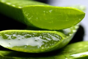 Aloe vera gel from a cute aloe plant. Aloe for mosquito bites