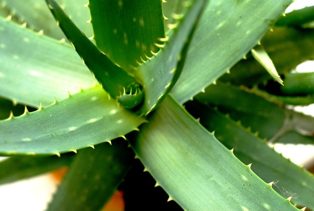 Aloe vera plant