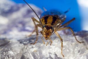 German cockroach on a rock, a small flying roach