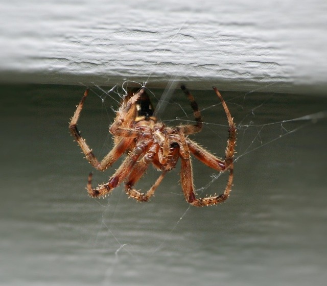 Brown house spider on a web