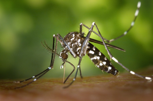 Black and white mosquito biting someone outside