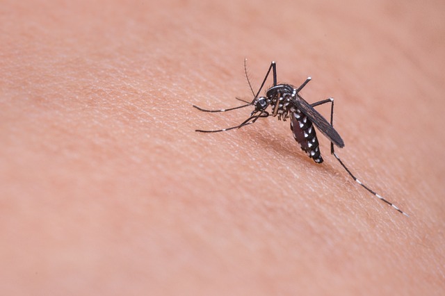 Black and white mosquito biting a person with caucasian skin 