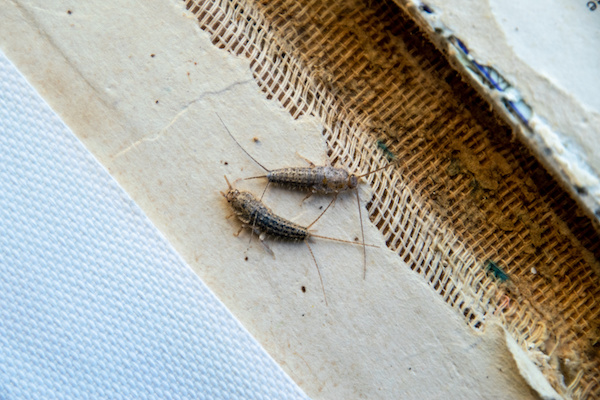 Two silverfish near the binding of an old book, causing damage