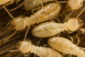 Several carpenter subterranean termites on wood