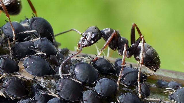 Ants farming a group of black bean aphids on a tree branch