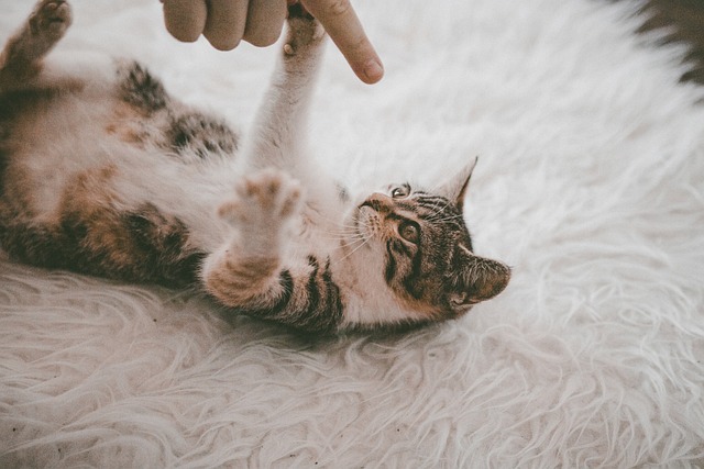 Small grey and white tortoise shell cat laying on it's back while it's owner plays with it. 