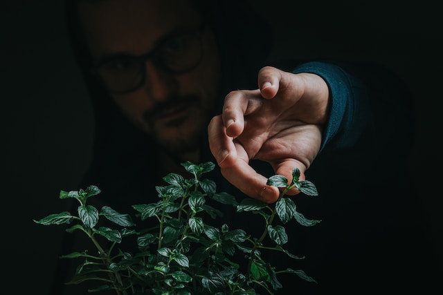 Person picking up a plant leaf to trim or prune it