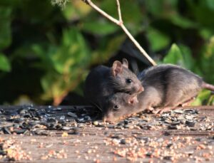 Two mice eating food, often a sign of a rodent infestation