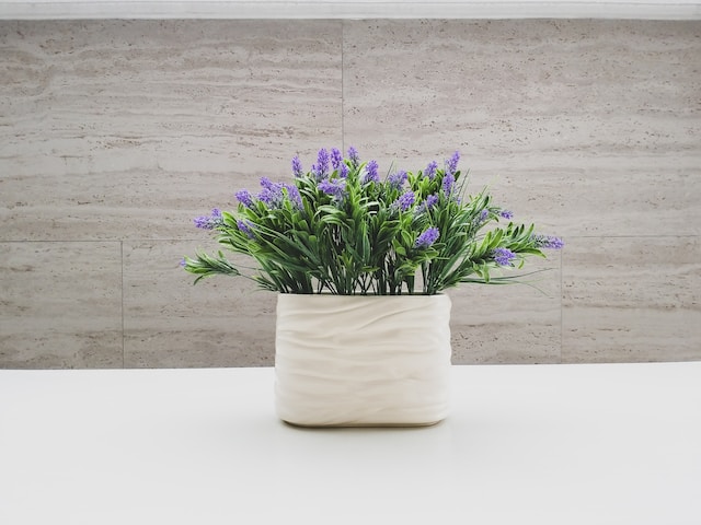 Purple lavender in a white pot, one of the plants that repel roaches