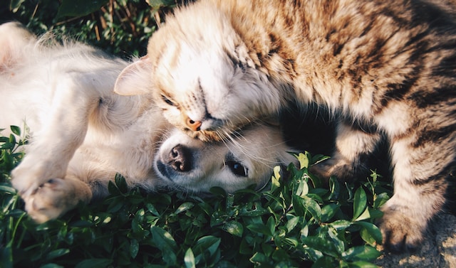 A golden retriever puppy and orange kitten cuddling in the grass