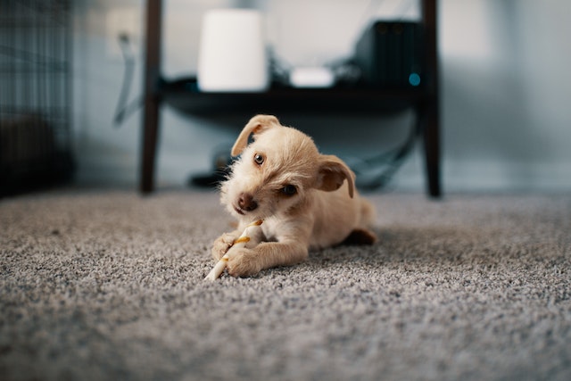 A small light tan dog chewing a bone on a taupe carpet.