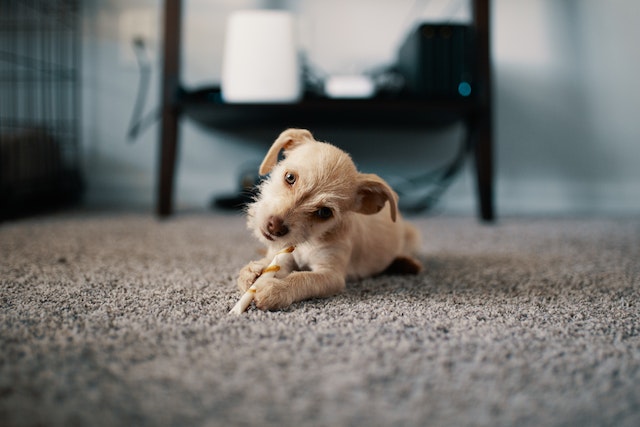 5 Steps To Remove Fleas In Your Carpet