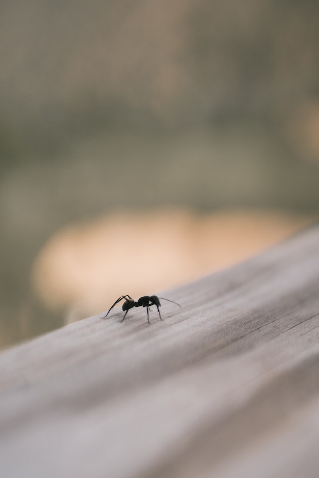 Ant sitting on a railing