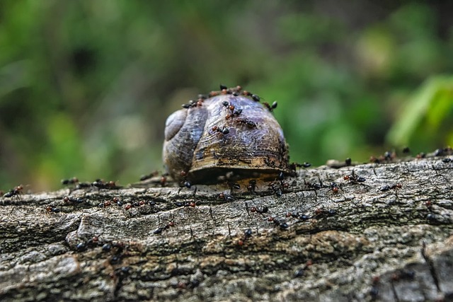 group of ants eating a snail in it's shell